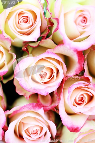 Image of lots of roses