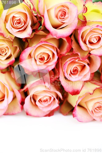 Image of lots of roses