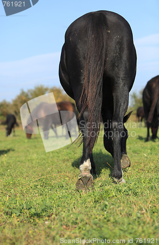 Image of Herd of horses 