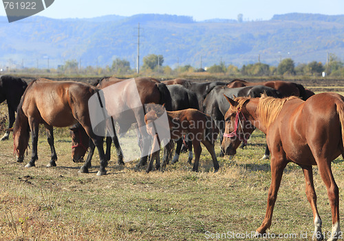 Image of Herd of horses