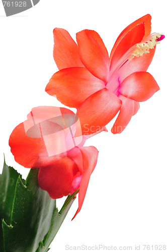 Image of Flower