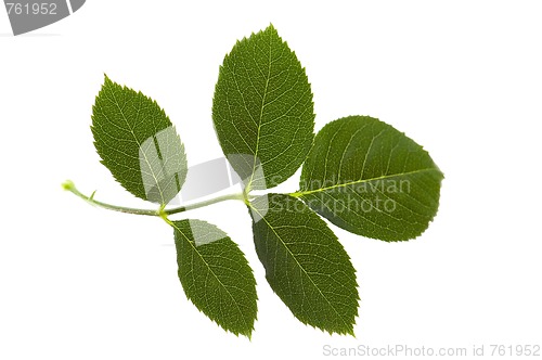 Image of rose leaf