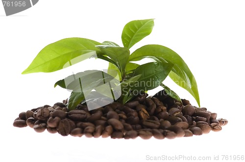 Image of growing coffee
