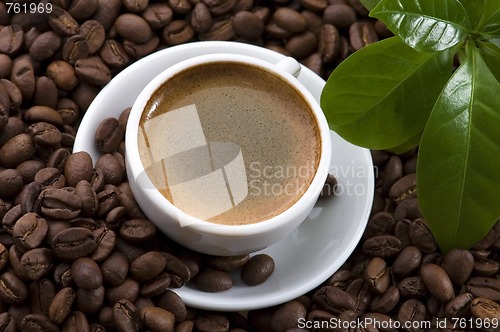 Image of fresh coffee with coffee branch