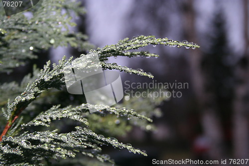 Image of Branches closeup