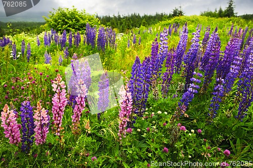 Image of Newfoundland landscape with lupin flowers