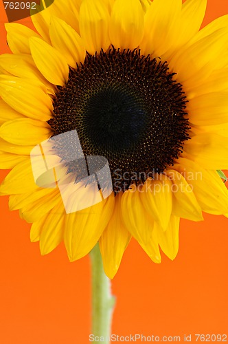 Image of Sunflower closeup