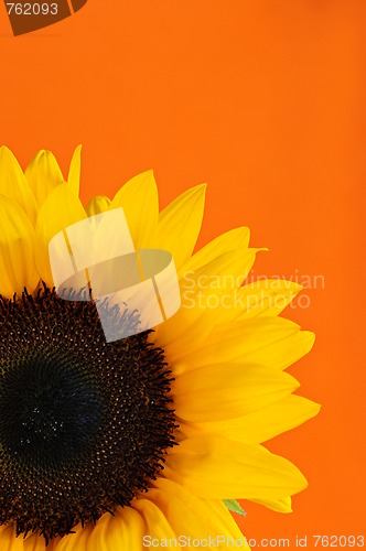 Image of Sunflower closeup