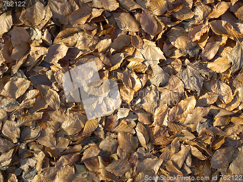 Image of Falling leaves