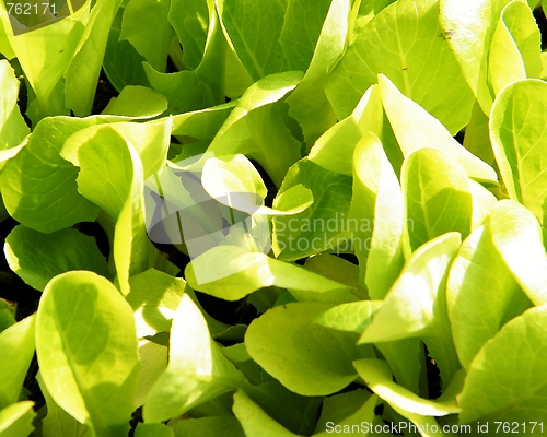 Image of Lettuce