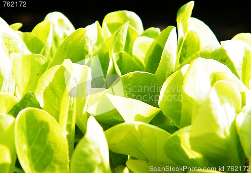 Image of Lettuce