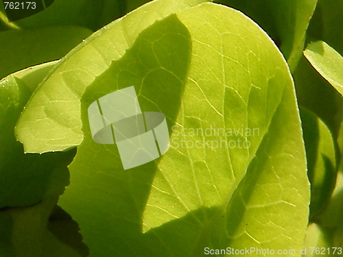 Image of Lettuce