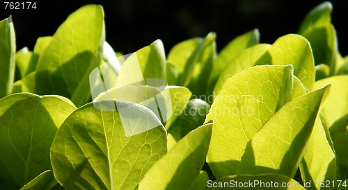 Image of Lettuce