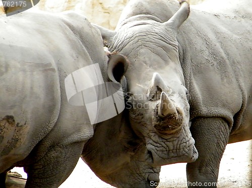 Image of Rhinos