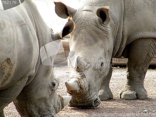 Image of Rhinos