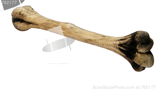 Image of Humerus of a human