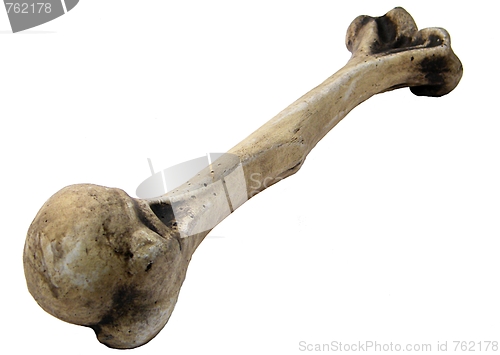 Image of Humerus of a human