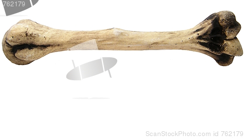 Image of Humerus of a human