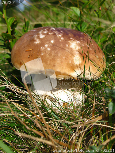 Image of Boletus in grass