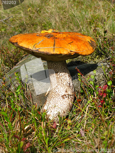 Image of Red-capped scaber stalk in grass