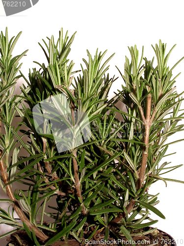 Image of rosemary