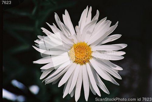 Image of daisy