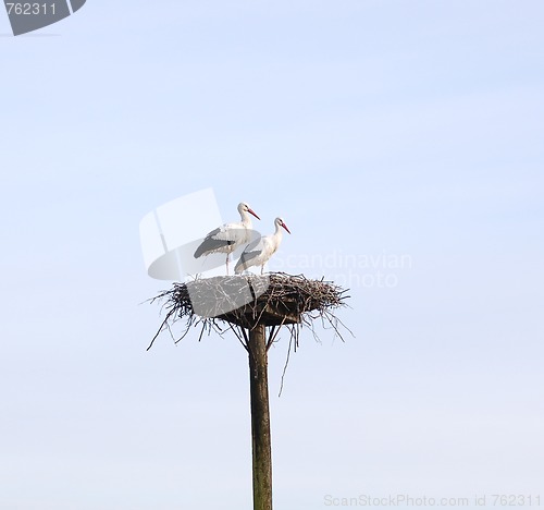 Image of Stork