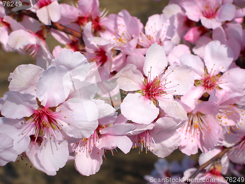 Image of Cherry flower