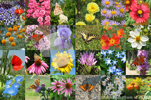 Image of Flower and butterfly collection