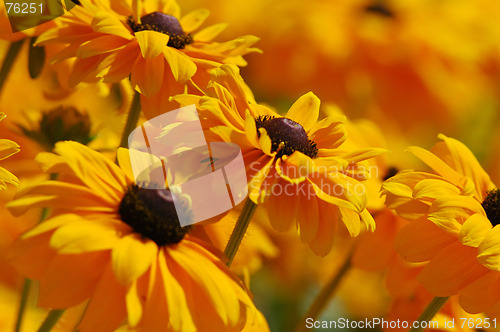 Image of Yellow flowers