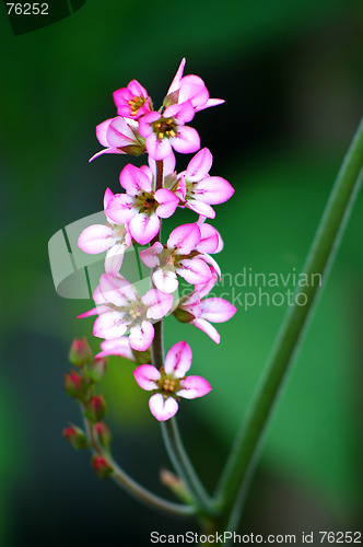 Image of Pink flower