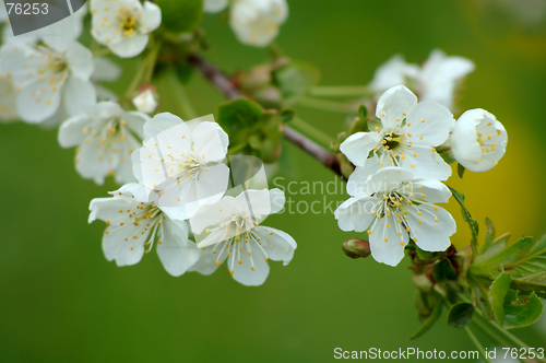 Image of Cherry-tree flowers