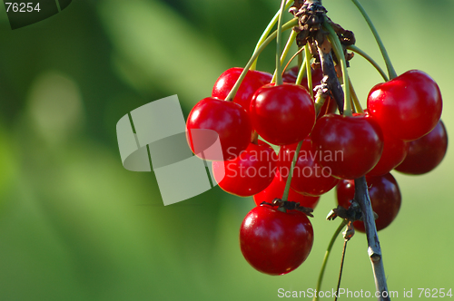 Image of Cherry