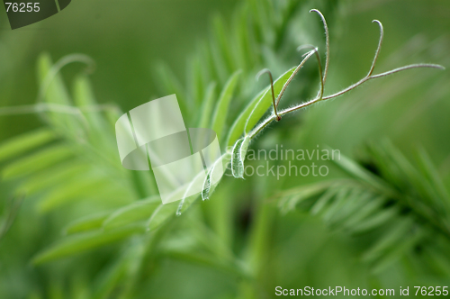 Image of Natural green abstract