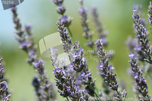 Image of Lavender