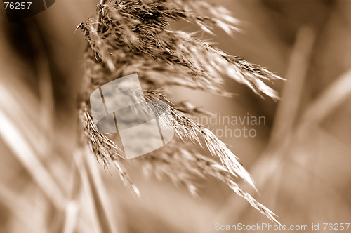 Image of Grass in sepia