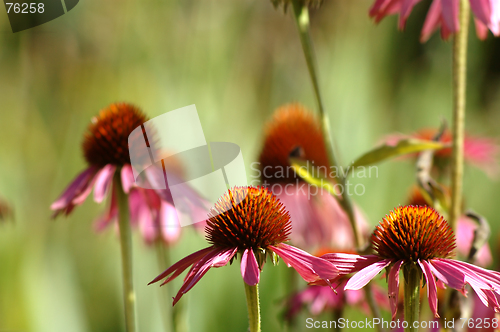 Image of Pink flowers