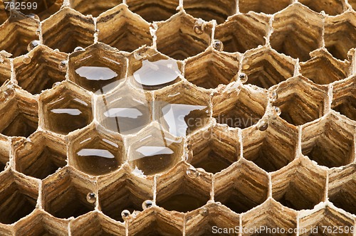 Image of Honeycomb