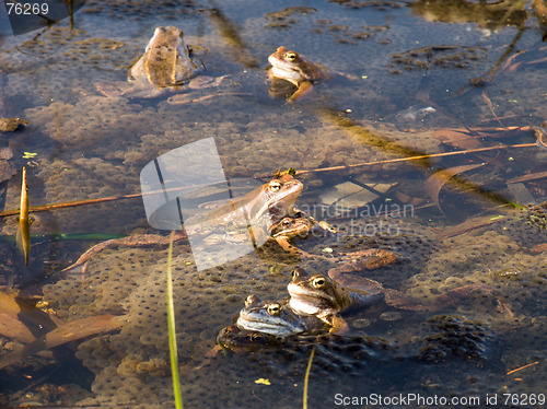 Image of Frogs