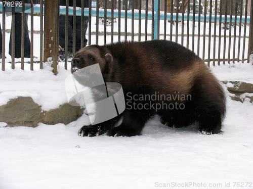 Image of Glutton