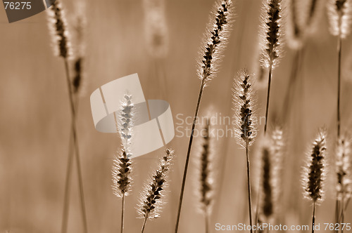 Image of Grass in sepia