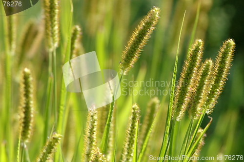 Image of Green grass