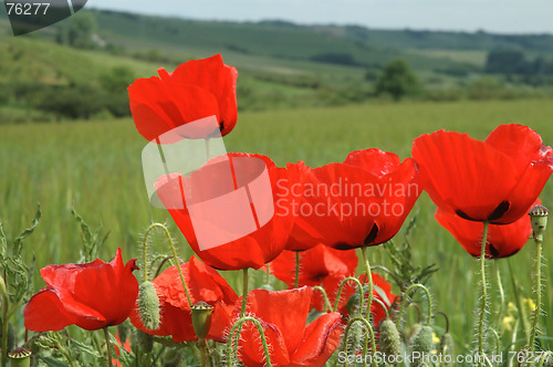 Image of Poppies