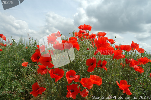 Image of Poppies