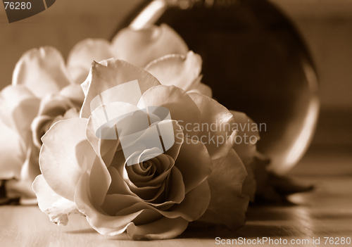 Image of Roses in sepia