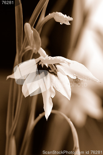 Image of Flower in sepia