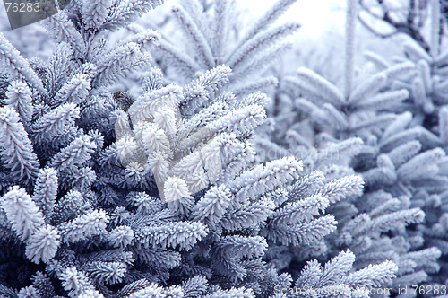 Image of Pine trees