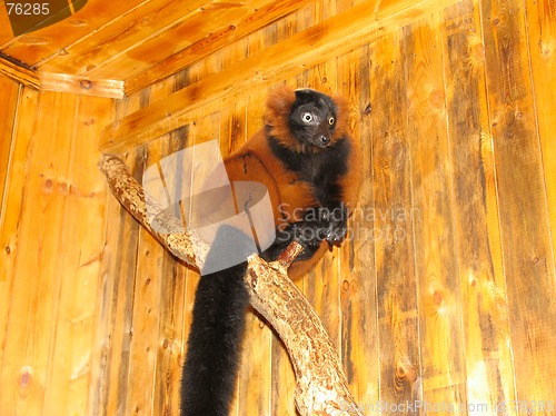 Image of Red lemur