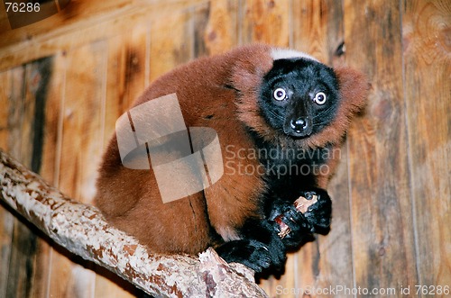 Image of Red lemur