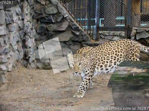 Image of Persian leopard